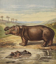 Hippopotamus