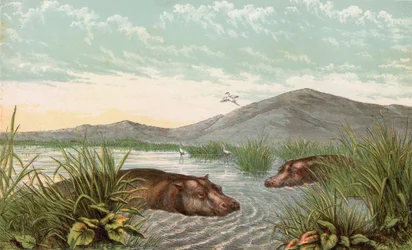 Hippopotamus