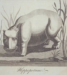Hippopotamus, from The Gentlemans Magazine, published in December 1772