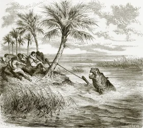 Hippopotamus Harpooned