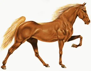 Horse