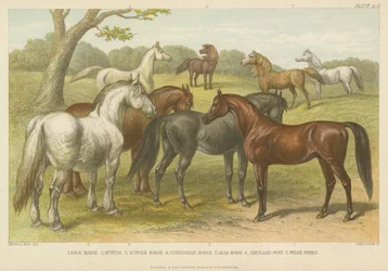 Horses and ponies