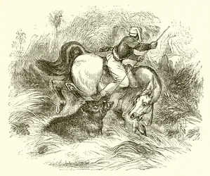 How Wild Boars Are Hunted