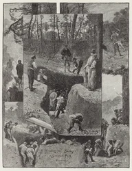 Hunting the Badger at Stanford Park