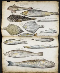 Illustrations relating to De Historia Piscium, by John Ray, c.1686