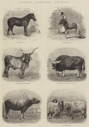 Indian Domestic Animals