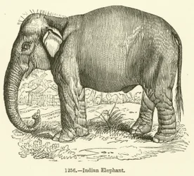 Indian Elephant