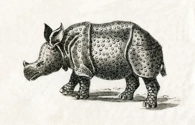 Indian Rhinoceros, or Greater One-Horned Rhinoceros, Rhinoceros Unicornis, from an 18th Century Print