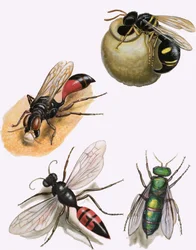 Insects