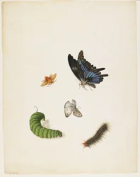 Insects, c. 1805