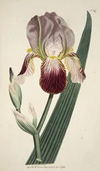 Elder Scented Iris, from The Botanical Magazine or Flower Garden Displayed, pub. 1792 (hand coloured engraving)