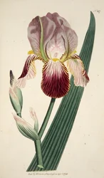 Iris Sambucina Elder Scented Iris, pub. 1792