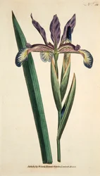 Iris Spuria Spurios Iris