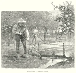 Irrigating an Orange Grove