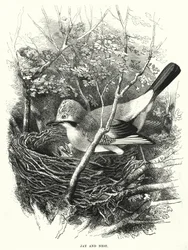 Jay and Nest