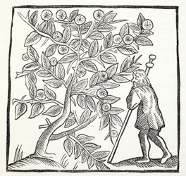 Joseph of Arimathea and the Glastonbury Thorn, illustration from Chap-books of the Eighteenth Century by John Ashton, pub. 1882