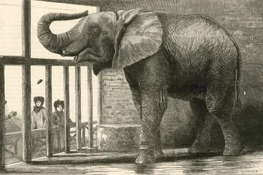 Jumbo, the Big African Elephant at the Zoological Gardens