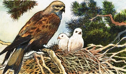 Kestrel and Chicks