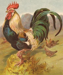 King of the Poultry Yard