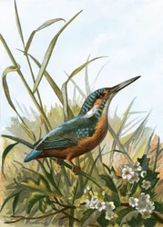 Kingfisher