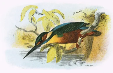 Kingfisher