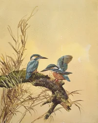 Kingfishers, c.1890