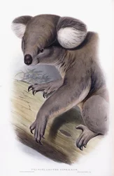 Koala - Phascolarctos Cinereus