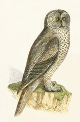 Lap Owl, Illustration from 