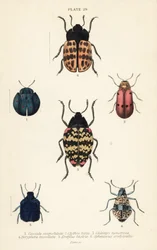 Leaf beetles