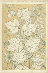Leaves from Nature