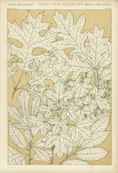 Leaves from Nature