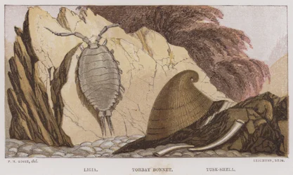 Ligia, Torbay Bonnet, Tusk-Shell