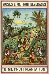 Lime Fruit Plantation
