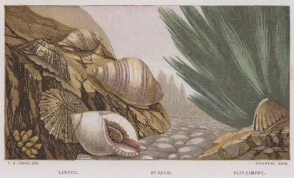 Limpet, Purple, Slit-Limpet