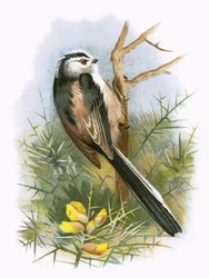 Long tailed Titmouse