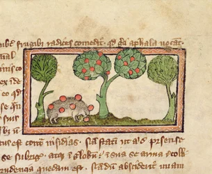 A hedgehog picking apples (detail)