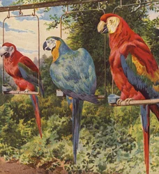 Macaws