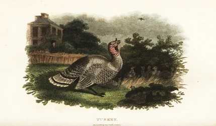 Male turkey protecting a bantam hen from a predatory hawk