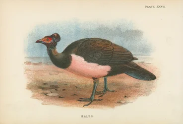 Maleo