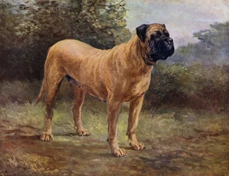Mastiff Bitch Champion Elgiva, KCSB 1363 A