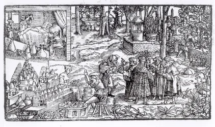 Medical Herb Cultivation, 1531