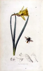 Merodon clavipes (hover fly) and daffodil, pub. by John Curtis in 