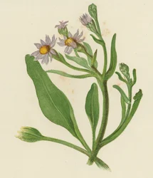 Michaelmas Daisy, Aster Tripolium
