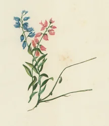Milkwort, Polygala Vulgaris