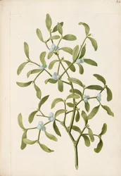 Mistletoe. A hemi-parasitic plant, c.1664