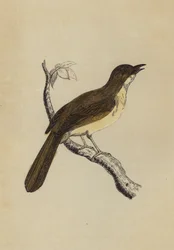 Mocking Bird