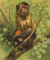 Monkey