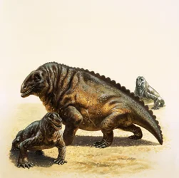 Moschops