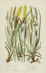 Mountain Carex, Round Headed Carex, Dwarf Silvery Carex, Fingered Carex, Larger Dawny Fruited