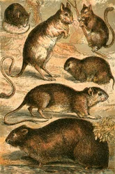 Mouse, Jerboa, Rat, Musk Rat, Dormouse and Field Mouse